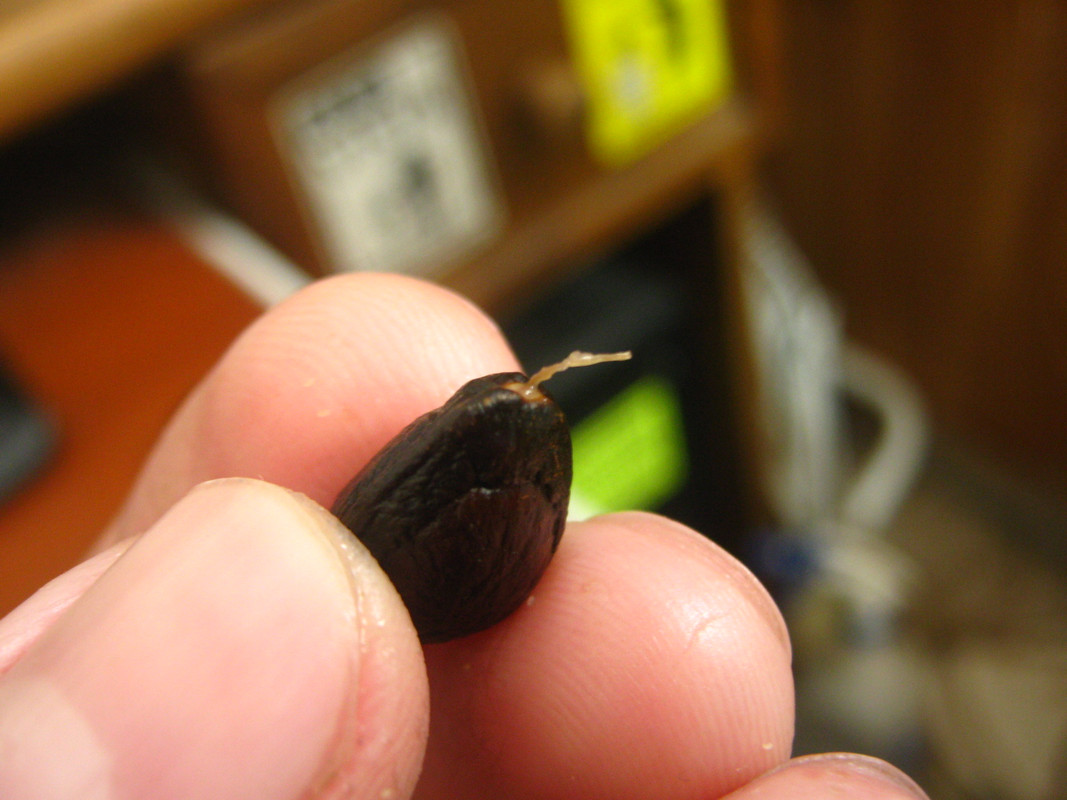 chirimoya_-la-salida-chile_2-20141011T103316