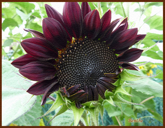 choco-zonnebloem