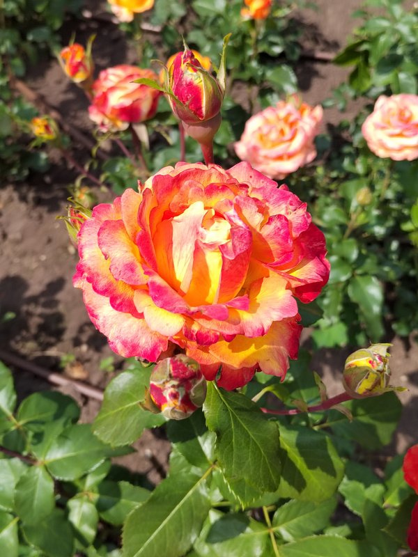 https://i.postimg.cc/gjPYQgcM/071-IMG-20230706-121102.jpg