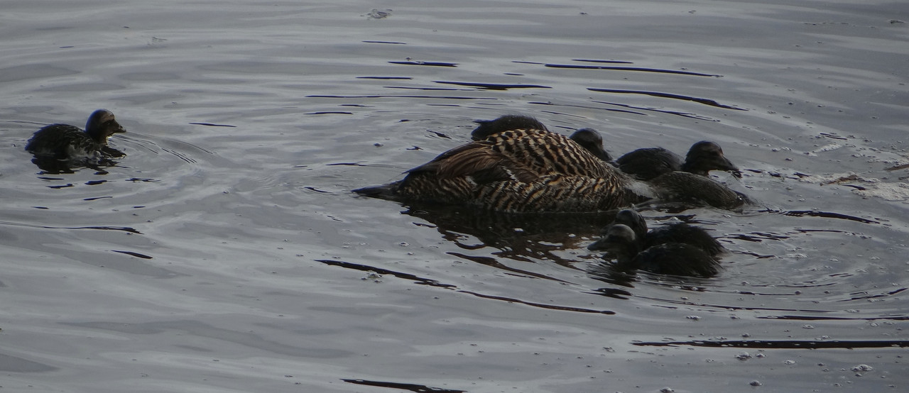 EIDER BROOD 9   220624
