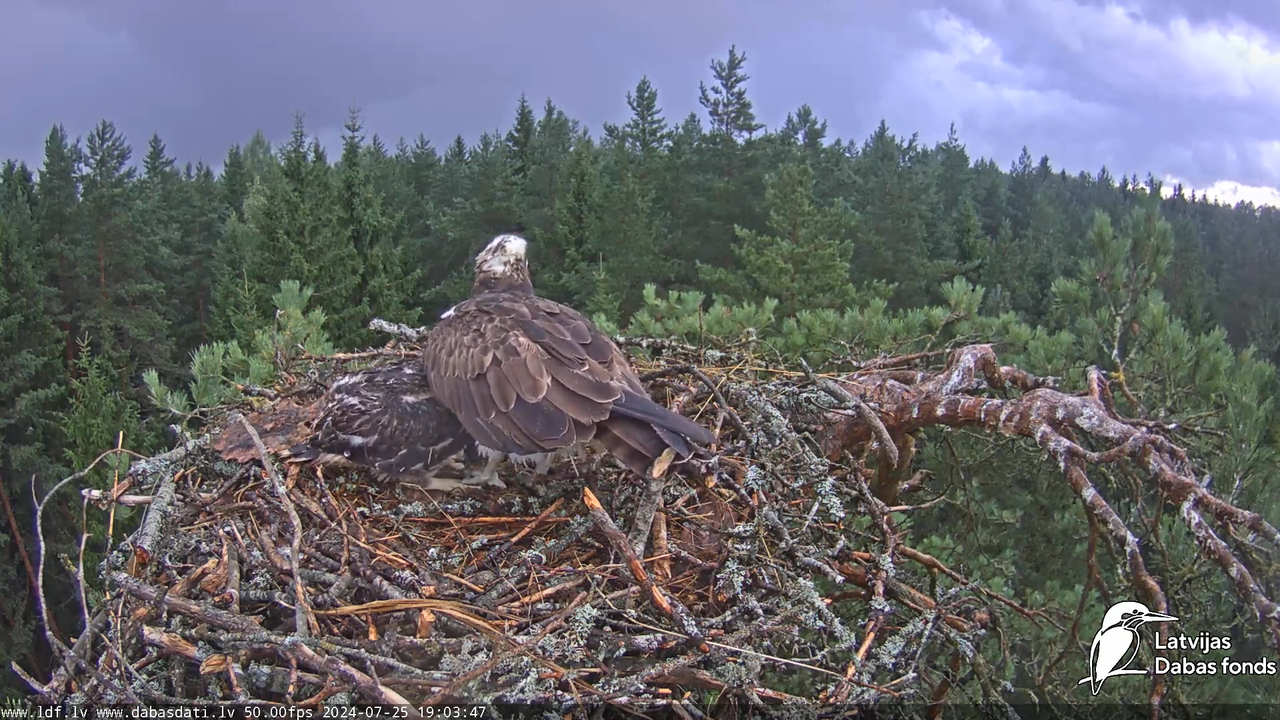 Zivju ērglis (Pandion haliaetus) Kurzemē - LDF tiešraide 14-15-47 screenshot