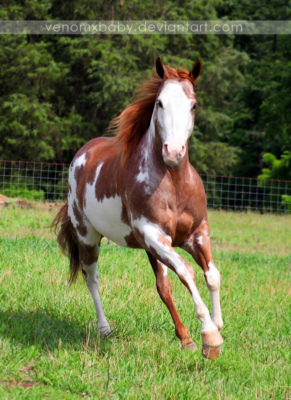 red-roan-overo-paint-horse-1-by-venomxbaby-d6drr4m-fullview.jpg