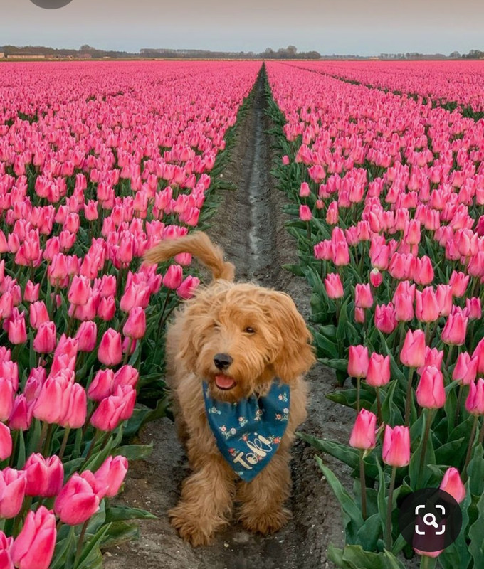 Screenshot_20230324_235018_Pinterest