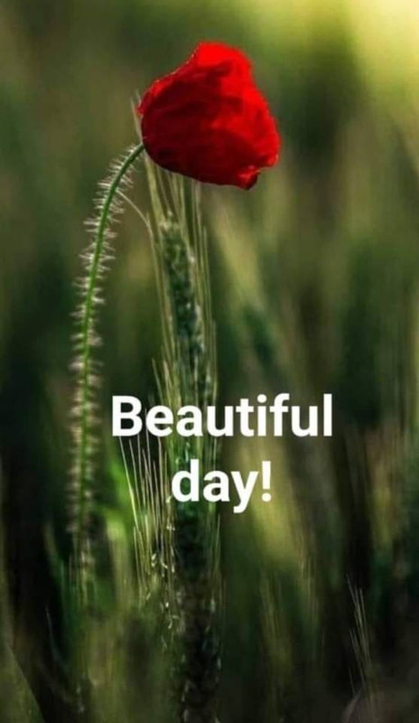 tumblr_467ea0eecb9c3b45765323f85c73a9bc_d87cb2c8_640