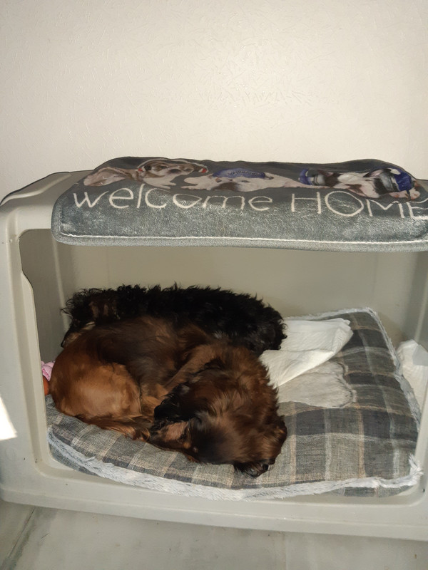 [Image: 20210227-085004.jpg]