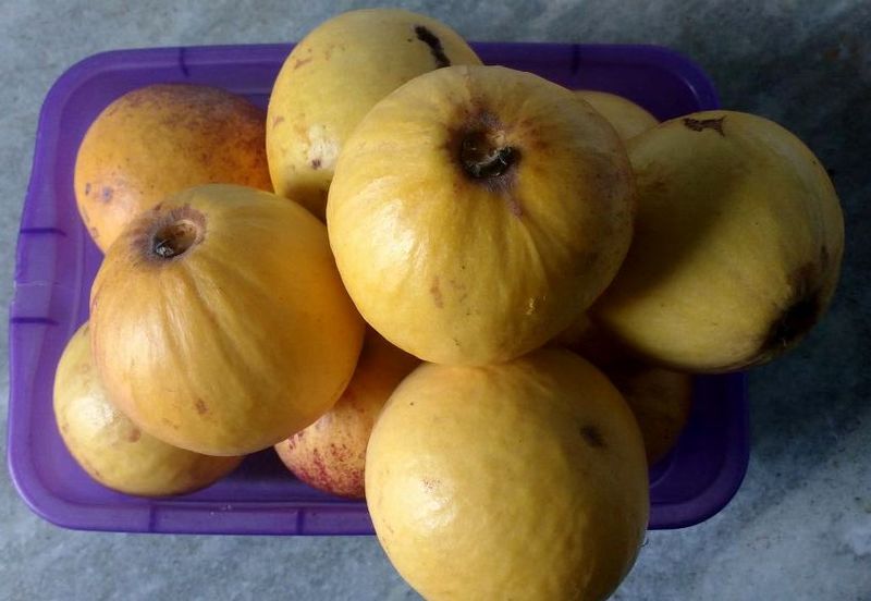 IMG-20170102-WA0004(1)