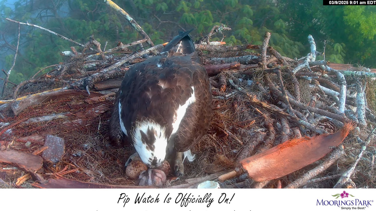 2025 Moorings Park Osprey tiešraides straume Naples, FL 14-0-42 screenshot