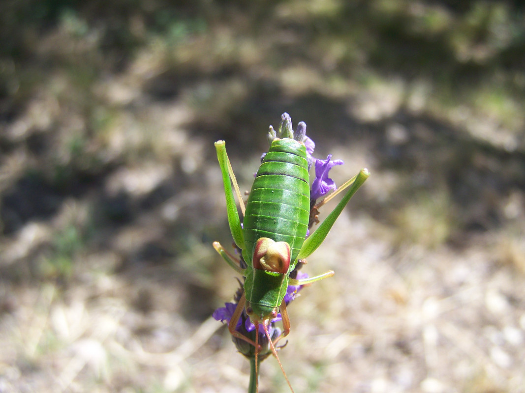 Barbitistes fischeri lbxj 160619 (2)