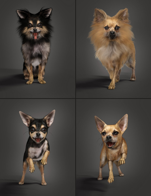 Chihuahua for Daz Dog 8: Penelope and Zorro Add-on