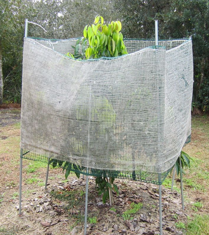 Mauritius lychee  1-25-12  #1