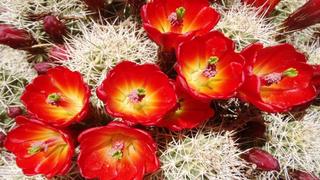 Thơ hoạ Nguyễn Thành Sáng & Tam Muội (1701) Cactus-Beautiful-Desert-Red-Flowers-garden-plants-in-Arizona-and