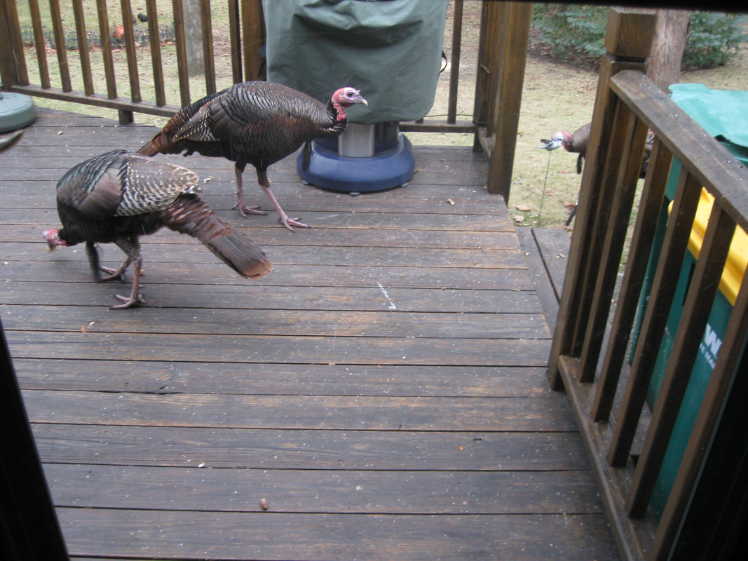 Guard Turkeys
