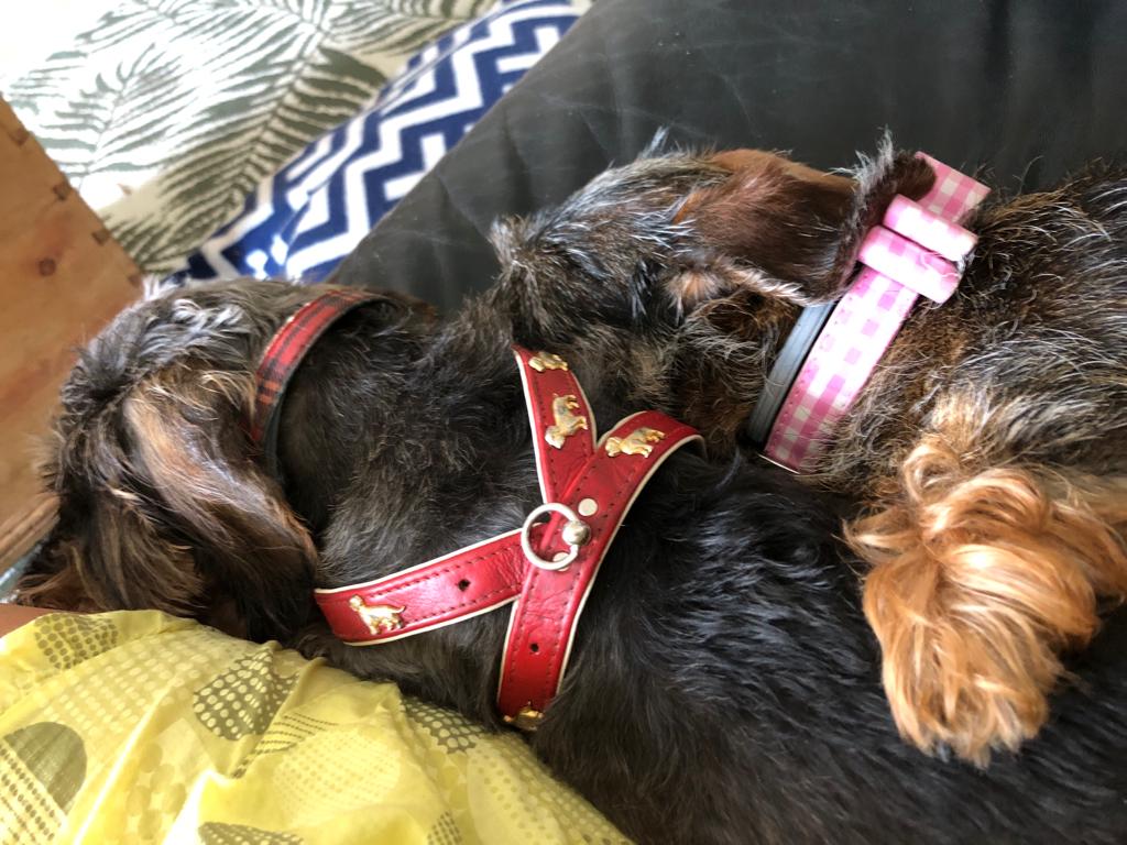 [Image: IMG-20230711-WA0010.jpg]