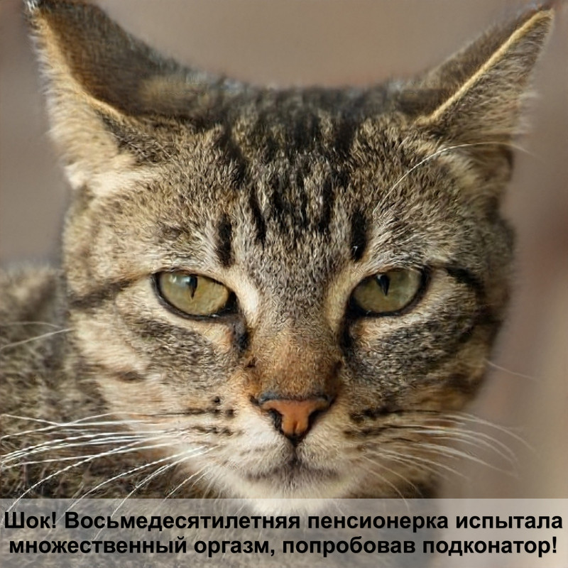 как понять что кошка хочет кота