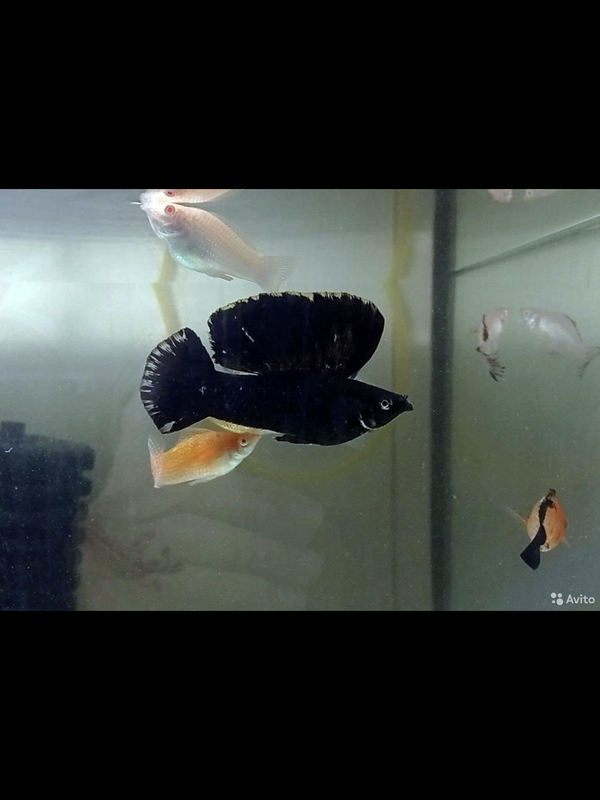 4FFCAA47-2E8C-4CB9-BFA8-99A0A887A34C