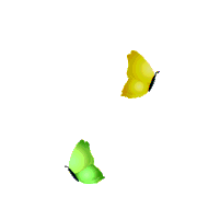 ani-butterfly81