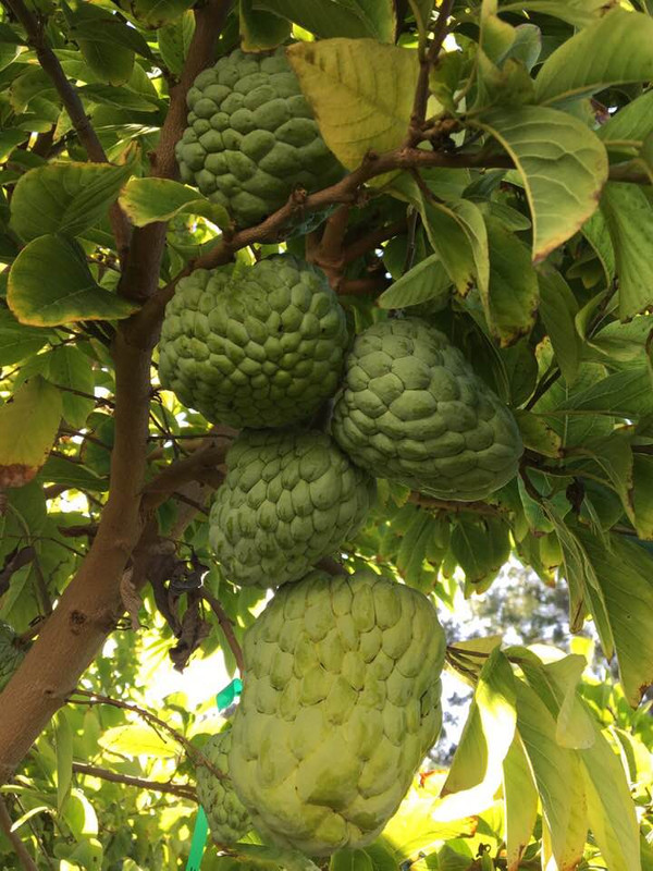 46524156_10156796850595419_6988774387528761344_n