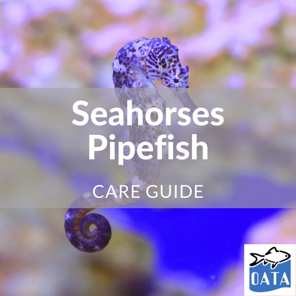 OATA Marine fish guide Seahorses... - Lincs Aquatics