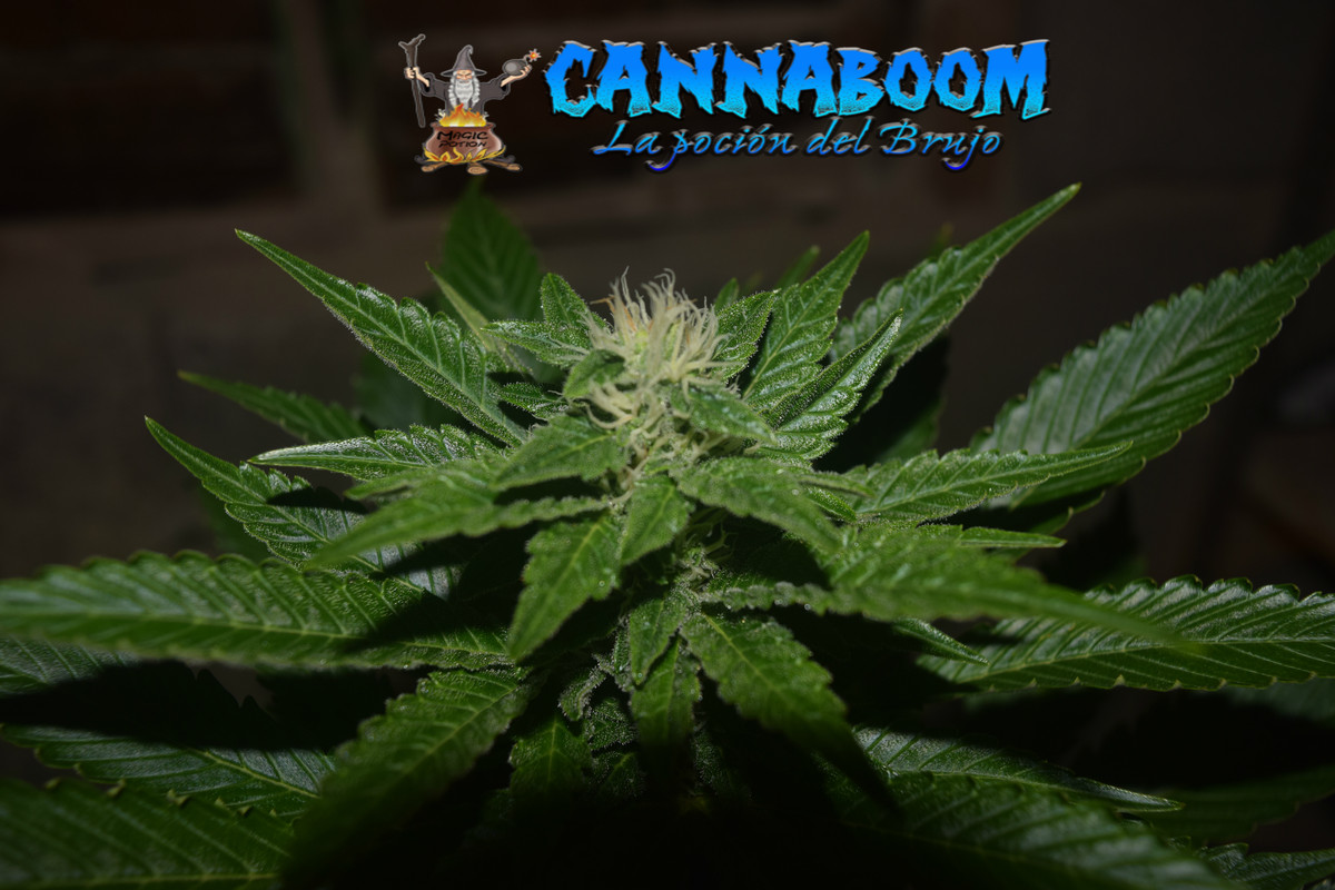 Concurso seguimientos Cannaboom línea basic- Novatonovel - Página 2 Gg-3