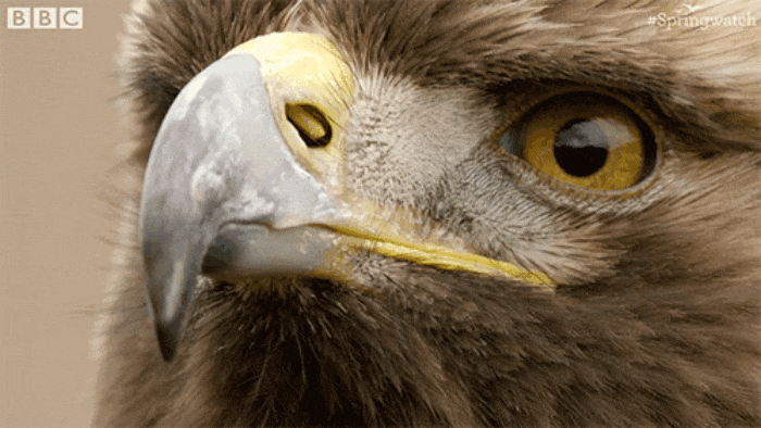 GIF-20250829-081215-992.gif