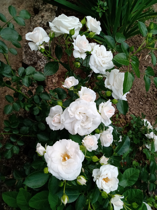 IMG_20230610_152656554