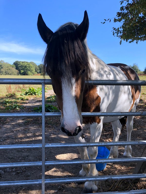Animals-Horse-Wildhill-HD.jpg