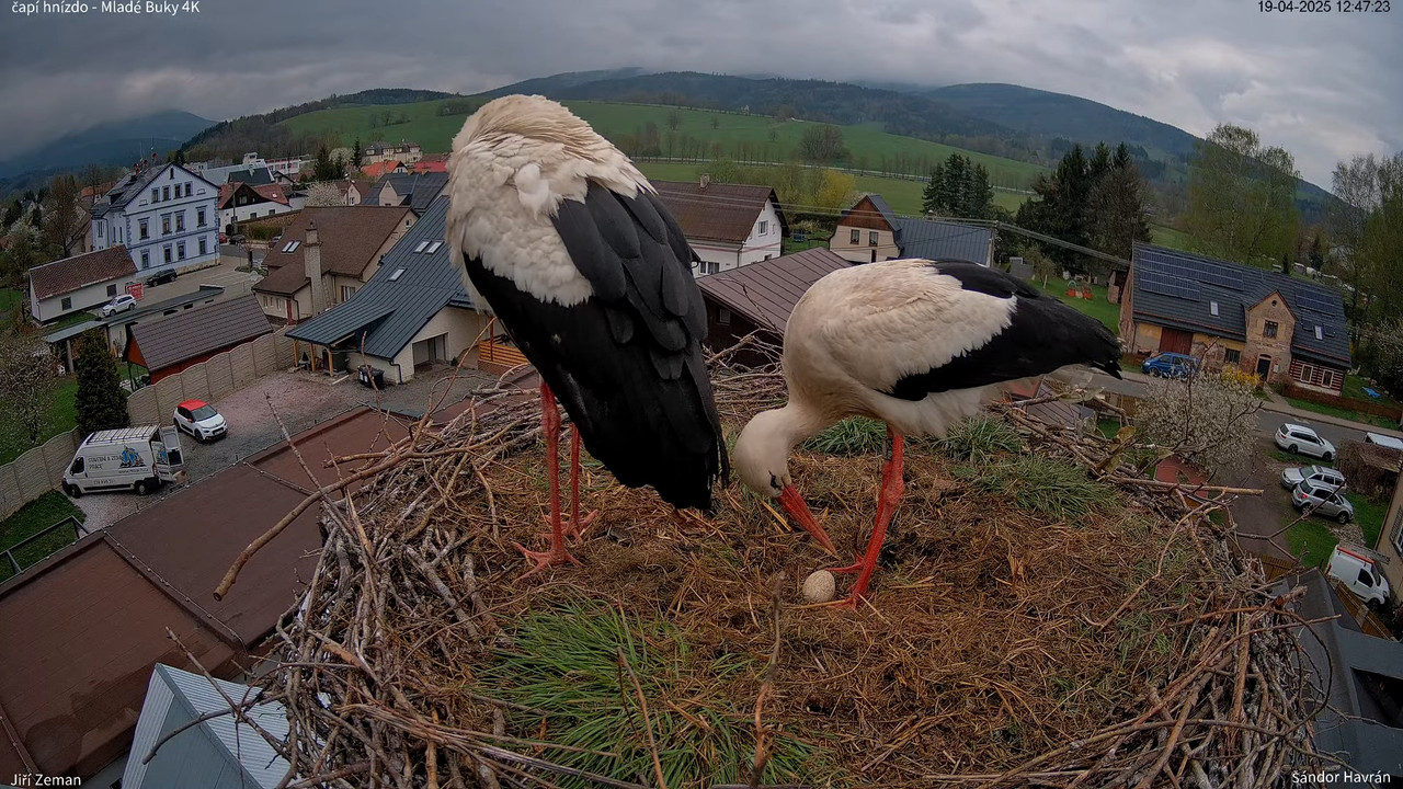 Živá kamera - Mladé Buky - čapí hnízdo 4K 13-6-23 screenshot