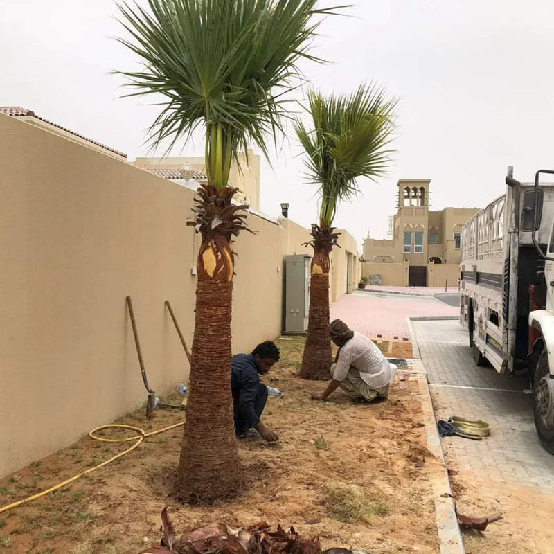 تكريب النخيل