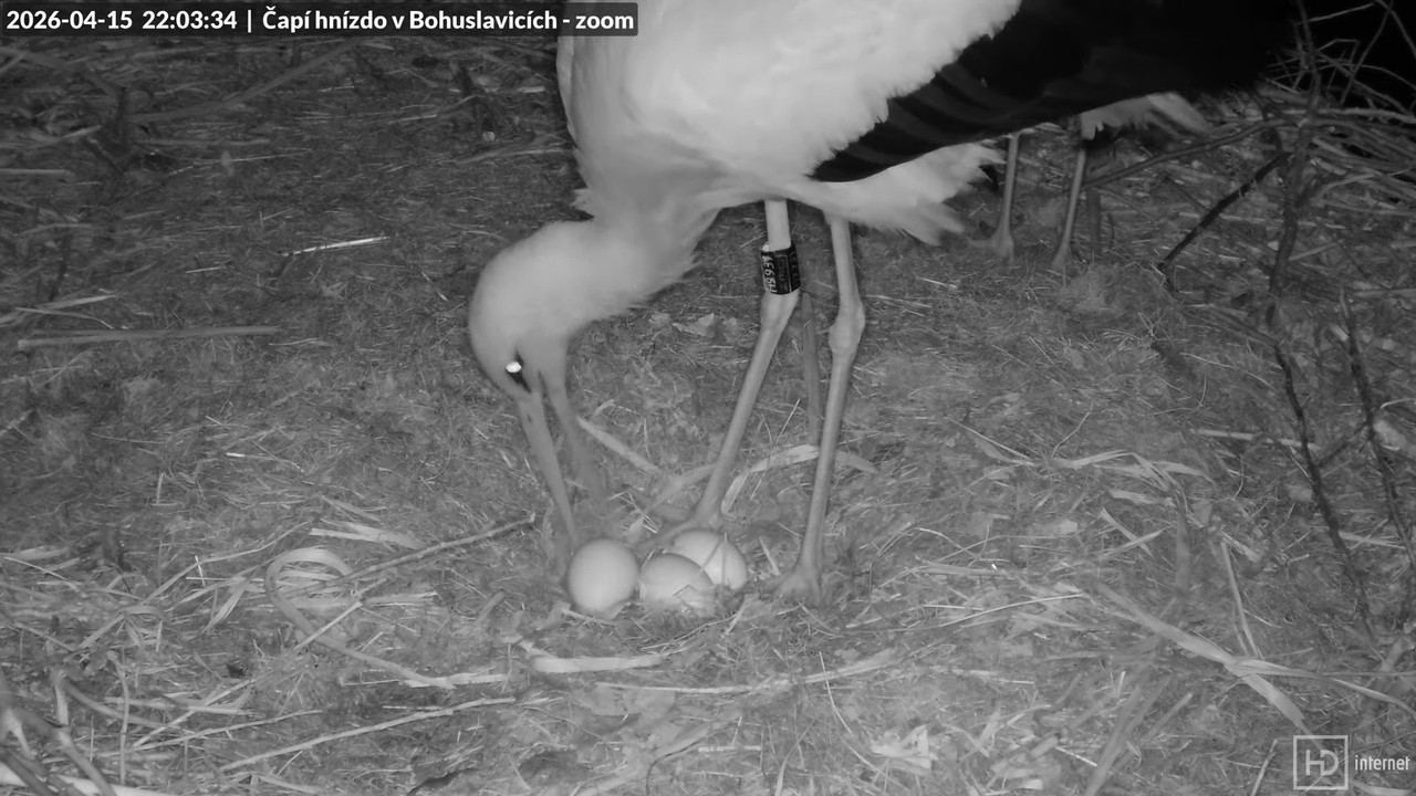 Tiešraide no stārķa skursteņa Bohuslavicē netālu no Trutnovas 4K (tuvināms) 12 52 33 screenshot