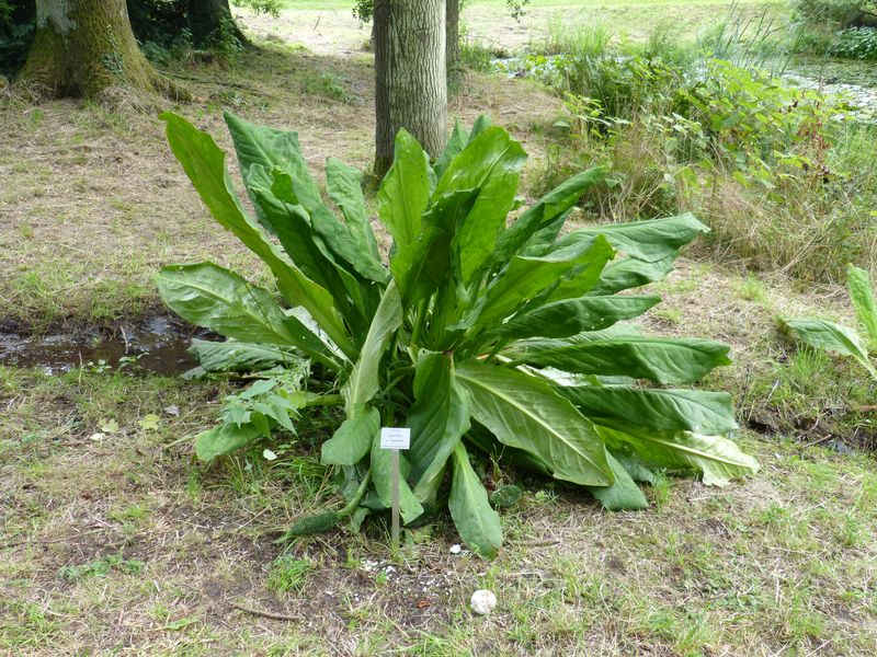 2014-07-13 Arboretum Härle 25