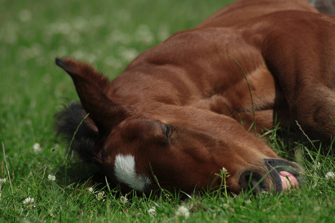 foal-stock-146-by-bundy-stock-d41i237-pre.jpg