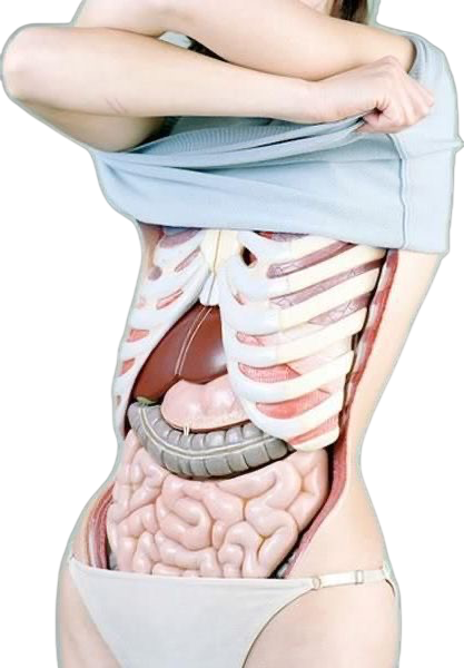 anatomy anatomy