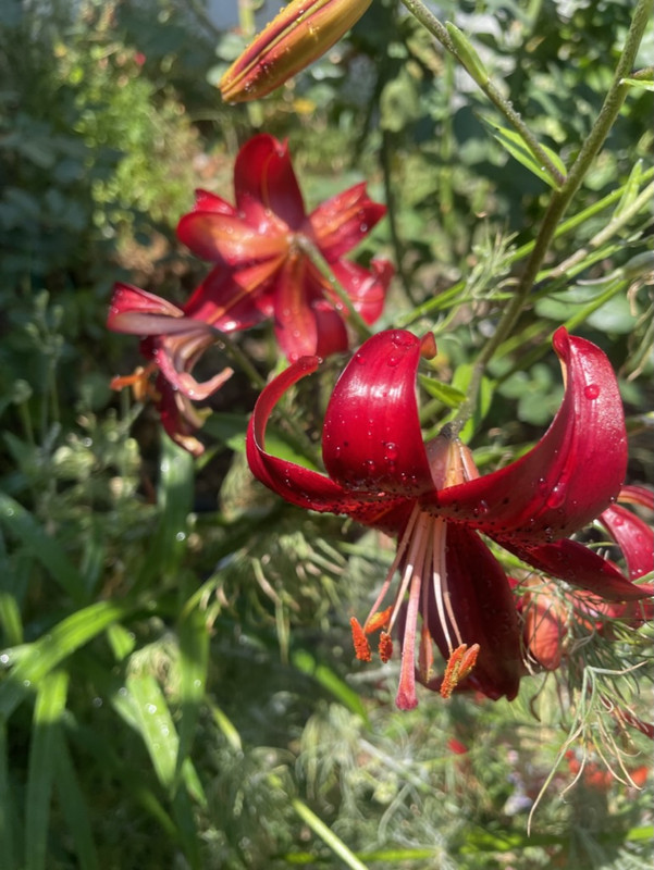 8E0463ED-0E19-4397-AD81-DC7964FE1837_1_105_c