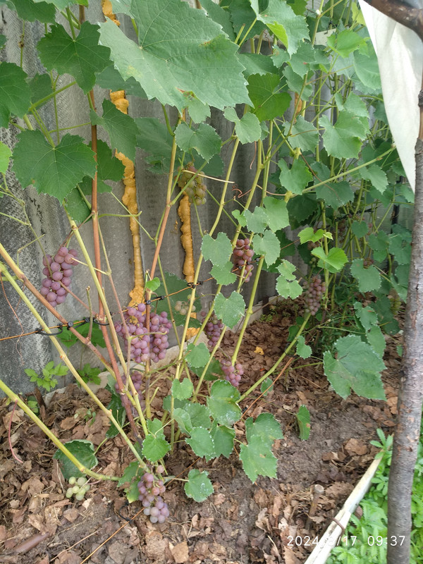 Сомерсет С._20240817_093727