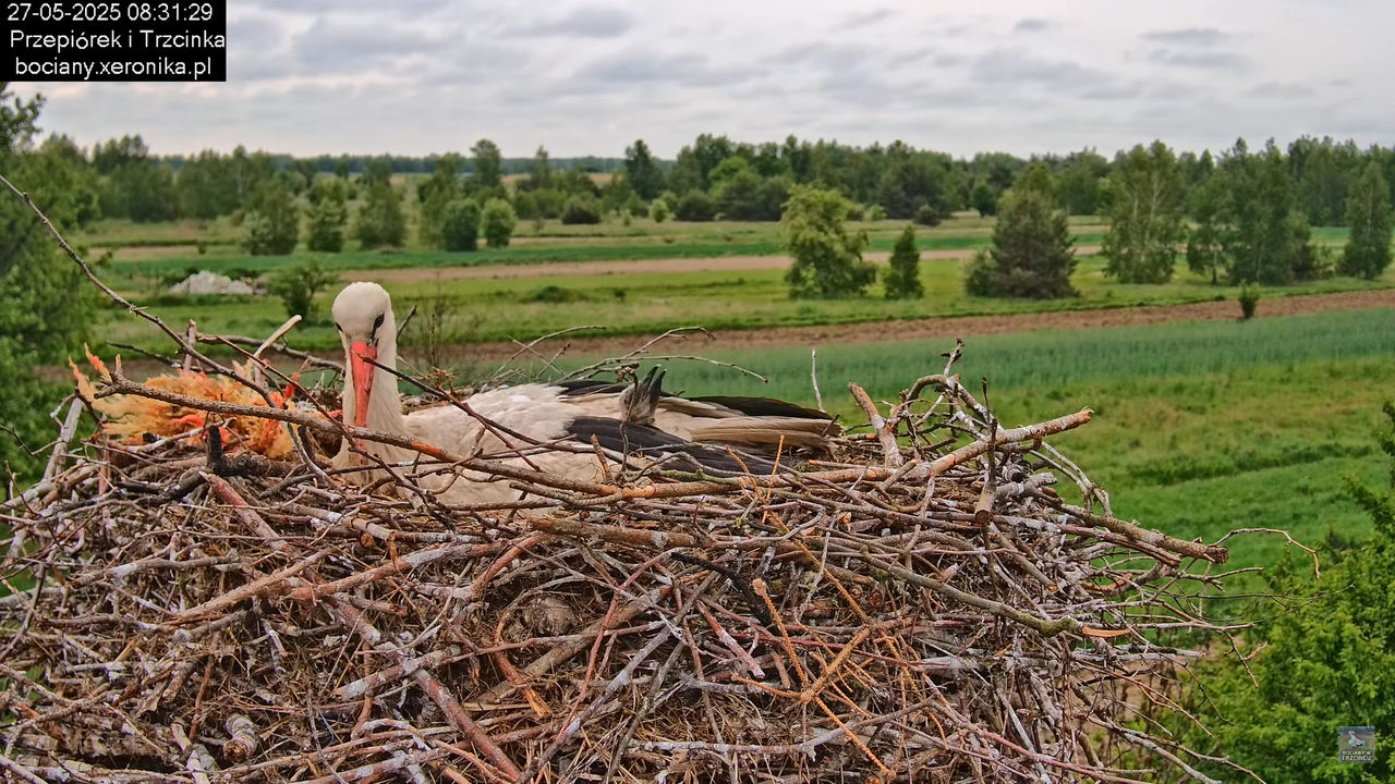 27052025bociany25