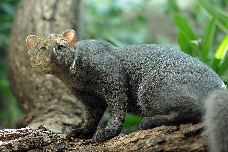 https://i.postimg.cc/gjbDvFp4/jaguarundi.jpg