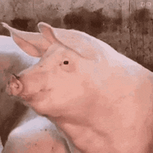 pig-prase.gif