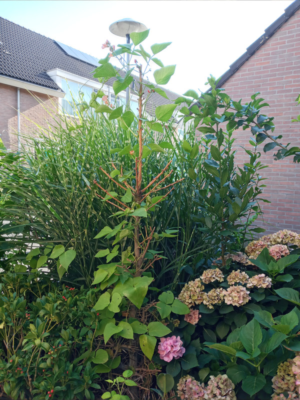 [Image: 20210810-180317.jpg]