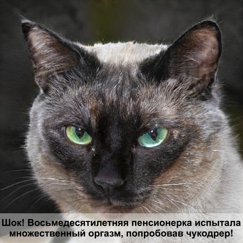 пол котенка