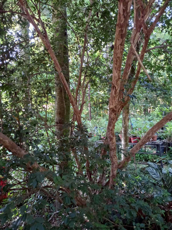 Huertasurbanas_com-9ffb3240-9795-485f-955c-d474fea87907.jpeg-20211115_201507Plinia_peruviana_Eldorad