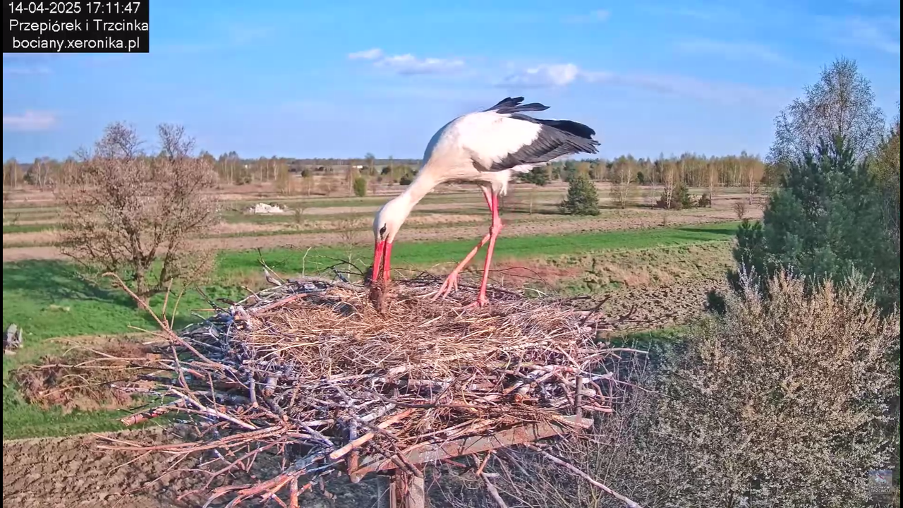 14042025bociany_4