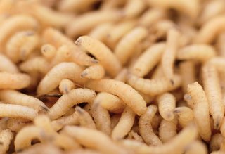 maggots-lede-photo-bigstock-2100.jpg