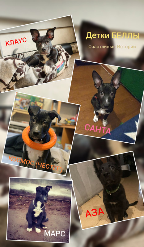 PhotoCollage_20200125_221745831