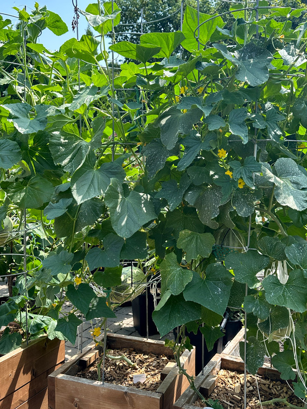 figs-96.jpg
