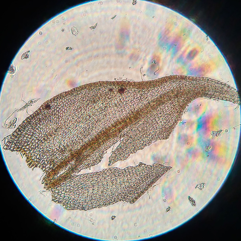 IMG 20250615 222640 HDR