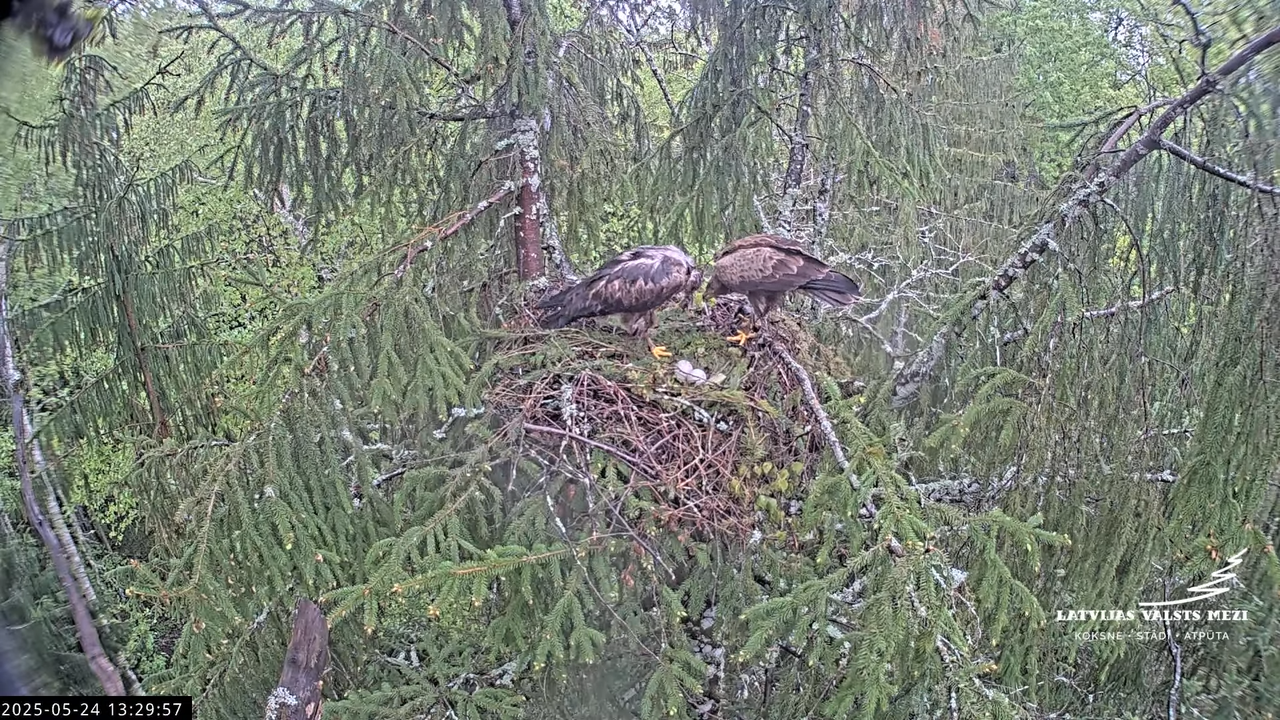 LVM mazais ērglis Lisiņa, egle2 – Lesser Spotted Eagle 12-49-32 screenshot