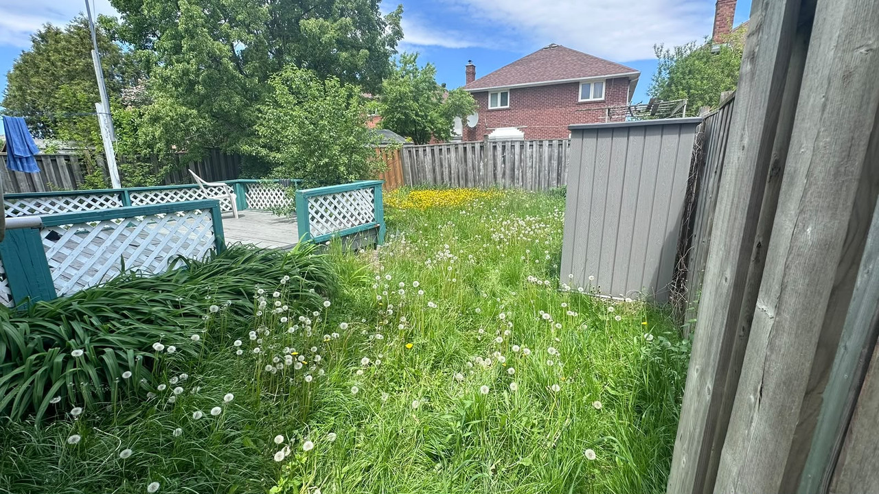 Overgrown lawn with dandelions and tall grass