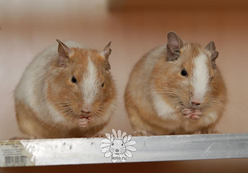 Крис-и-Персей