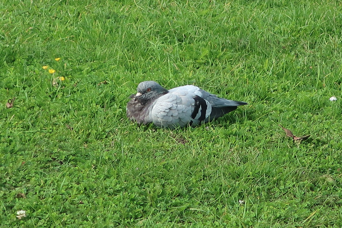 IMG_0174
