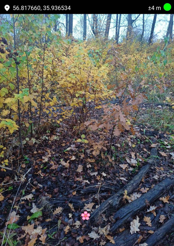 IMG_20251012_183314_576